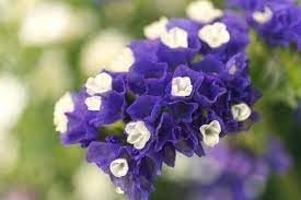 Limonium Sinuatum Flower Seeds – Heirloom Non-GMO Seeds for Dried and Cut Flower Gardens - Sinuatum for planting in home garden